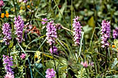 Nelle terre di Matilde - Sentiero da Valestra a Carpineti: Orchidea del genere Dactylorhiza (?)